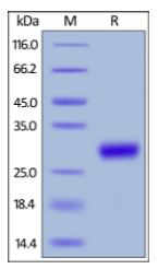 Mouse CD27 Ligand (active trimer) (HPLC-verified) on SDS-PAGE under reducing (R) condition. The gel was stained overnight with Coomassie Blue. The purity of the protein is greater than 95%.